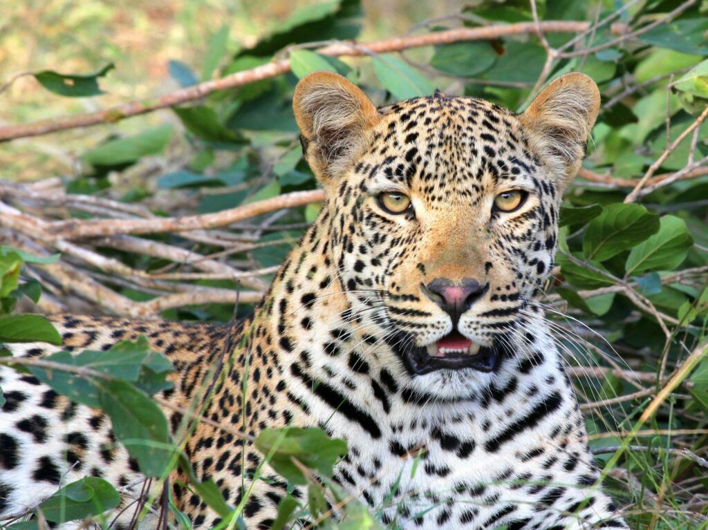 Best Time of Year for a First Safari in Tanzania