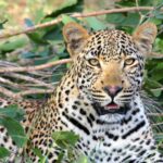 Best Time of Year for a First Safari in Tanzania