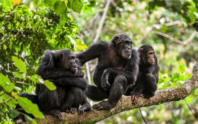 16027170-chimpanzee-family-mahale-mountains-national-park