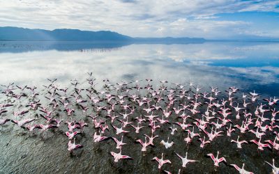 Flamingos and waterbirds at Lake Eyasi during rainy season