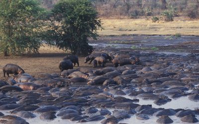 Datoga blacksmith crafting tools near Lake Eyasi in Tanzania