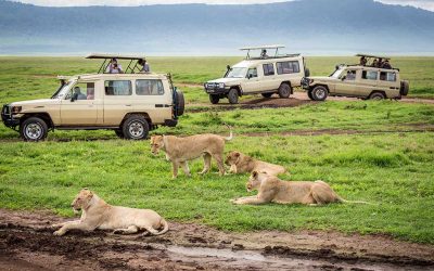 Ngorongoro & Serengeti Wildlife Conservation SafariE