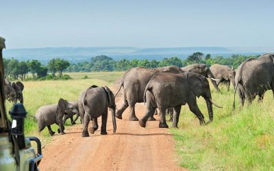 Nyerere-National-Park