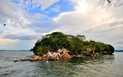 Rubondo-Island