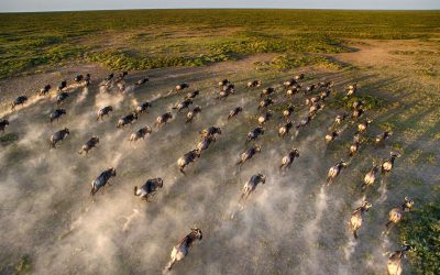 Serengeti-Under-Canvas-Aerial-Wildebeest-Migration