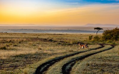 antelope-gcfad4290a_1920