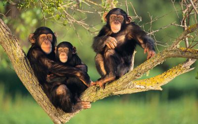 chimpanzee-pictures-gyntbwfdmgytvojh