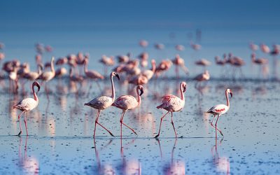 csm_siebter-tag-usambara-tarangire-flamingo-see-natron_db6b8ecd58