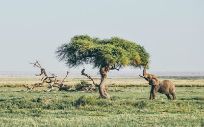harshil-gudka-0prglfrYY08-unsplash