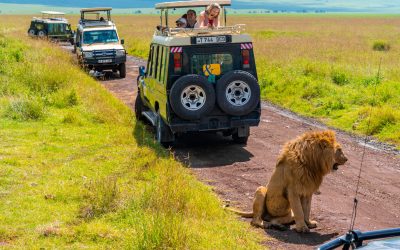 Safari jeep driving on busy dirt road on floor of Ngorongoro Crater, looking for lions activity up close. Savannah landscape. Steep sides of crater in distance. Extinct volcano.Tanzania, Africa