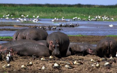 lake-manyara-national-park-hippos (1)
