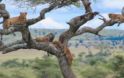 lake-manyara-park-tour (2)