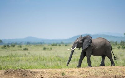 shutterstock_1091135915