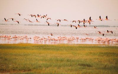 shutterstock_1117879904