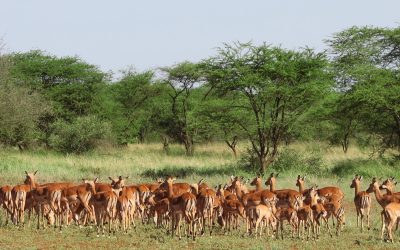 exploring Tarangire National Park