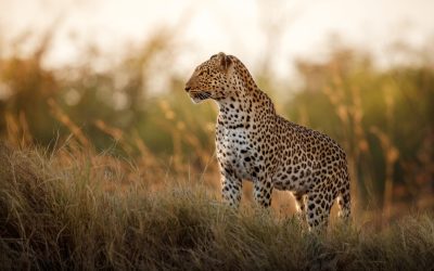 shutterstock_1181259391