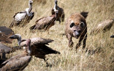 Giraffes walking across the savannah in Arusha National Park, Tanzania