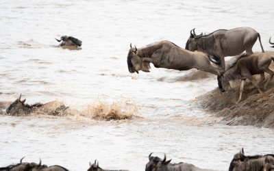 Lake Eyasi Hadzabe tribe during traditional hunting experience