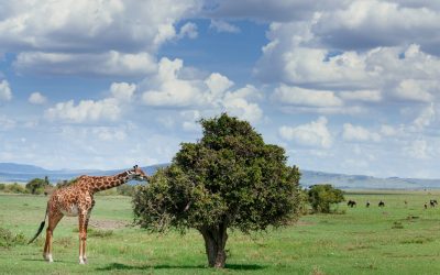 shutterstock_166069691