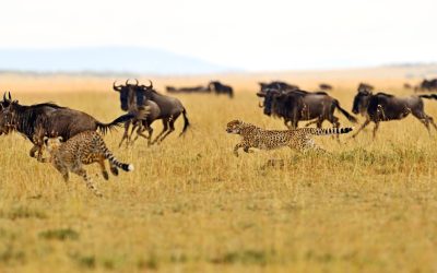 Lions resting near a waterhole in Tarangire National Park