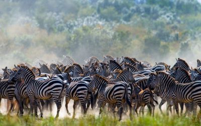 shutterstock_368818508