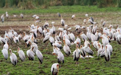 shutterstock_554418337