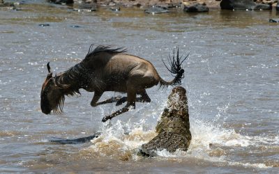 shutterstock_58901102