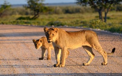 shutterstock_75132544