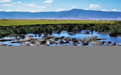 shutterstock_783515797