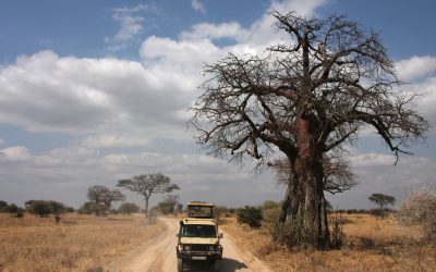 Baobab trees and savannah landscape in Tarangire National Park, Tanzania