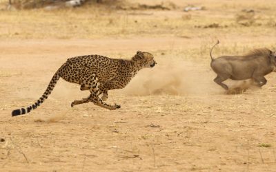 shutterstock_92949514