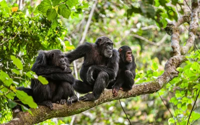 where-to-go-on-an-african-safari-in-november